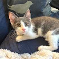 Thumbnail photo of Gypsy C Seago #4