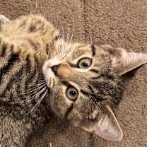 Thumbnail photo of Winston #1