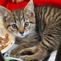 Thumbnail photo of Winston #2