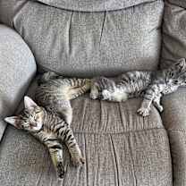 Thumbnail photo of Winston #3