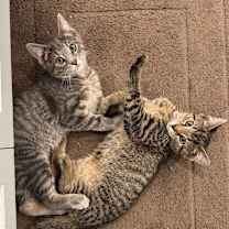 Thumbnail photo of Winston #4