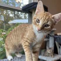 Thumbnail photo of KITTEN TYSON #1