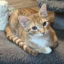 Thumbnail photo of KITTEN TYSON #2