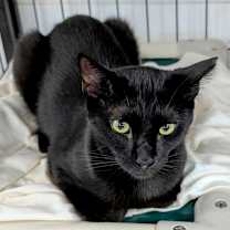 Thumbnail photo of Ronald #4