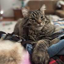 Thumbnail photo of Neelix #2