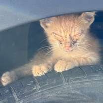 Thumbnail photo of Corn #2