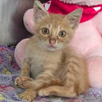 Thumbnail photo of Corn #3