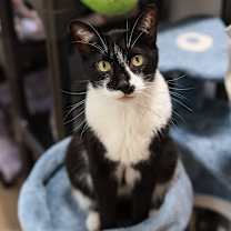 Thumbnail photo of Orson #2