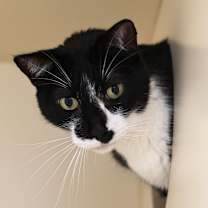 Thumbnail photo of Orson #3