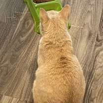 Thumbnail photo of Kitty kitty #4