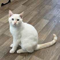 Thumbnail photo of Cat 27210 (Lester) #1