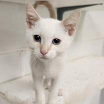 Thumbnail photo of Cat 27210 (Lester) #2