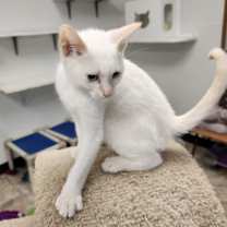 Thumbnail photo of Cat 27210 (Lester) #3