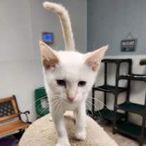 Thumbnail photo of Cat 27210 (Lester) #4