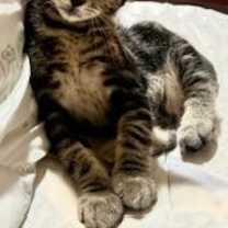 Thumbnail photo of Halo #2