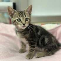 Thumbnail photo of Halo #4