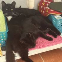 Thumbnail photo of Myst & Dash #3