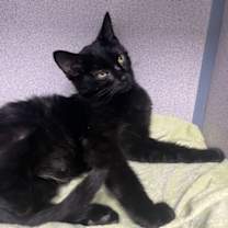 Thumbnail photo of Bandit #3