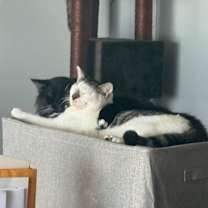 Thumbnail photo of Anakin #3