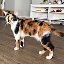 Thumbnail photo of Nana #3