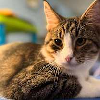 Thumbnail photo of Thomas #1