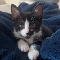 Thumbnail photo of Tac #1