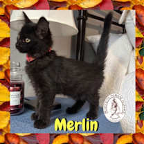 Thumbnail photo of Merlin #2