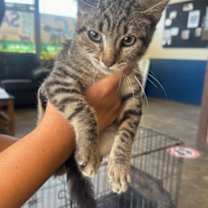 Thumbnail photo of Kuromi #3