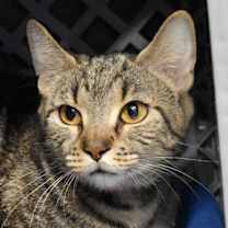 Thumbnail photo of Peppermint Patty #1