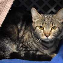 Thumbnail photo of Peppermint Patty #2