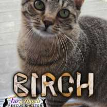 Thumbnail photo of Birch & Little Richard #3