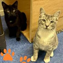 Thumbnail photo of June #1