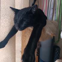 Thumbnail photo of Lico #2