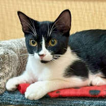 Thumbnail photo of Artemis #4