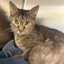 Thumbnail photo of Franchise #2