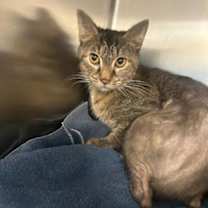 Thumbnail photo of Franchise #3