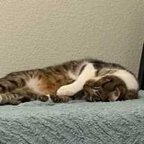 Thumbnail photo of Floppa #3