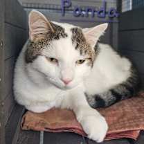 Thumbnail photo of Panda #3