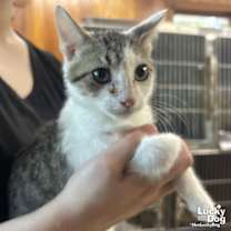 Thumbnail photo of E.T. #2