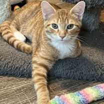 Thumbnail photo of KITTEN TYSON #3