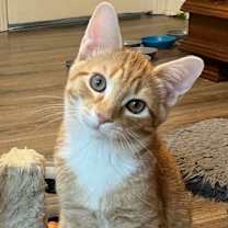 Thumbnail photo of KITTEN TYSON #4