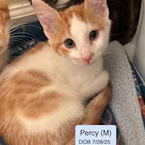 Thumbnail photo of Percy #1