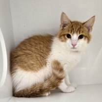 Thumbnail photo of Cass #1