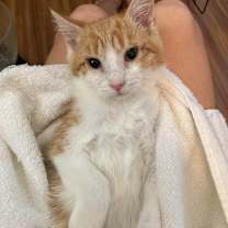 Thumbnail photo of Cass #2