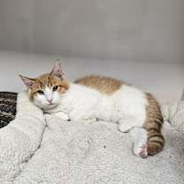 Thumbnail photo of Cass #3