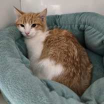 Thumbnail photo of Cass #4