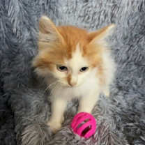 Thumbnail photo of Rowan #3