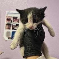 Thumbnail photo of 59734847 #2