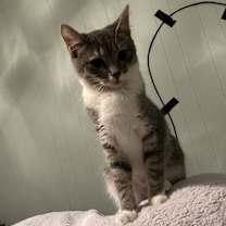 Thumbnail photo of April Fool Kitten - Tess (A1) #2