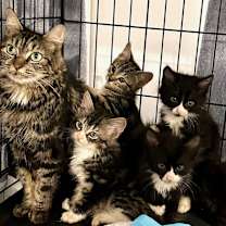 Thumbnail photo of Norina’s foster kittens #1